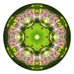 passion flower2.jpeg
